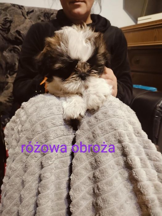 Piękna suczka gotowa na zamianę domu