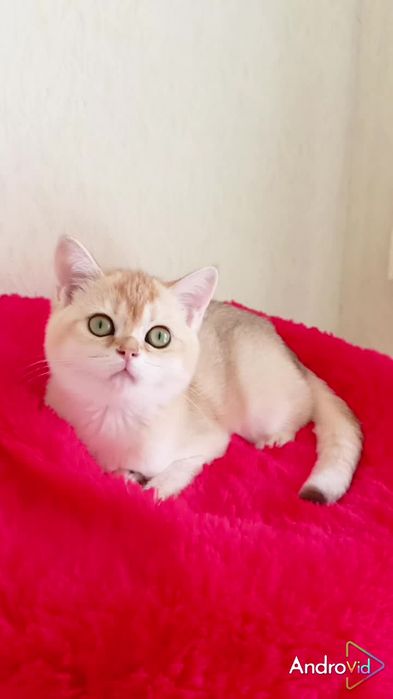 Ласковая девочка золотая шиншилла. Шотландская прямоухая