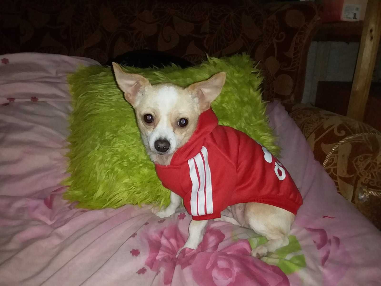 Цуценя міні пінчер