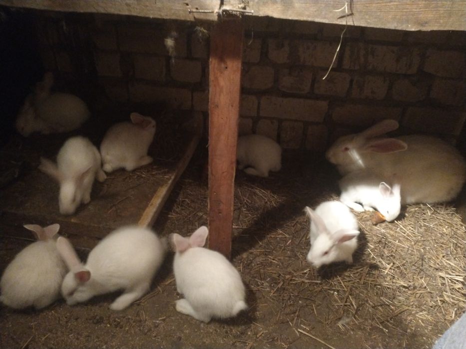 Продаются кролики породы термон