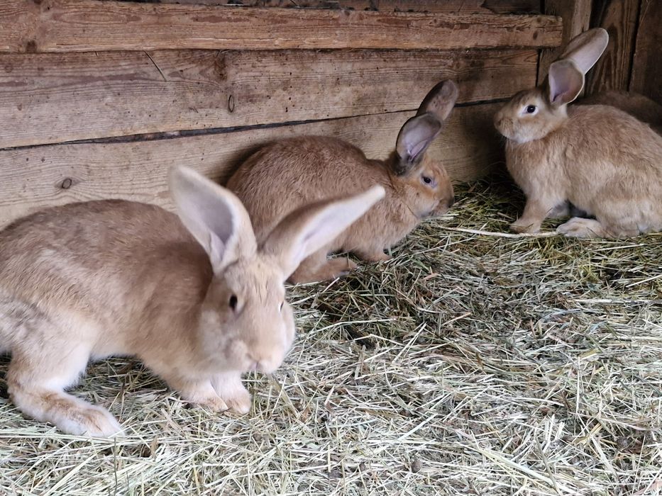 Sprzedam młode króliki