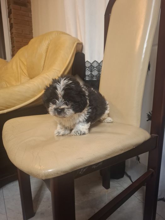 Suczka  shih tzu szczeniak