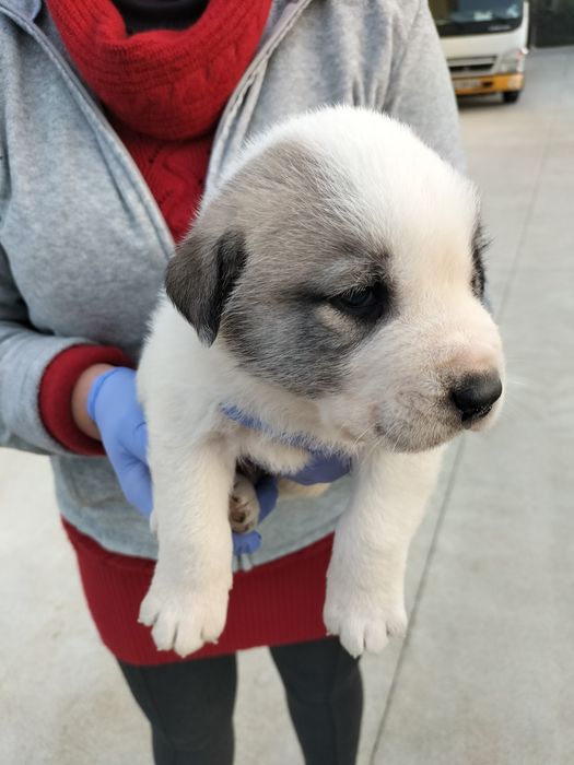 Rafeiros alentejanos puros