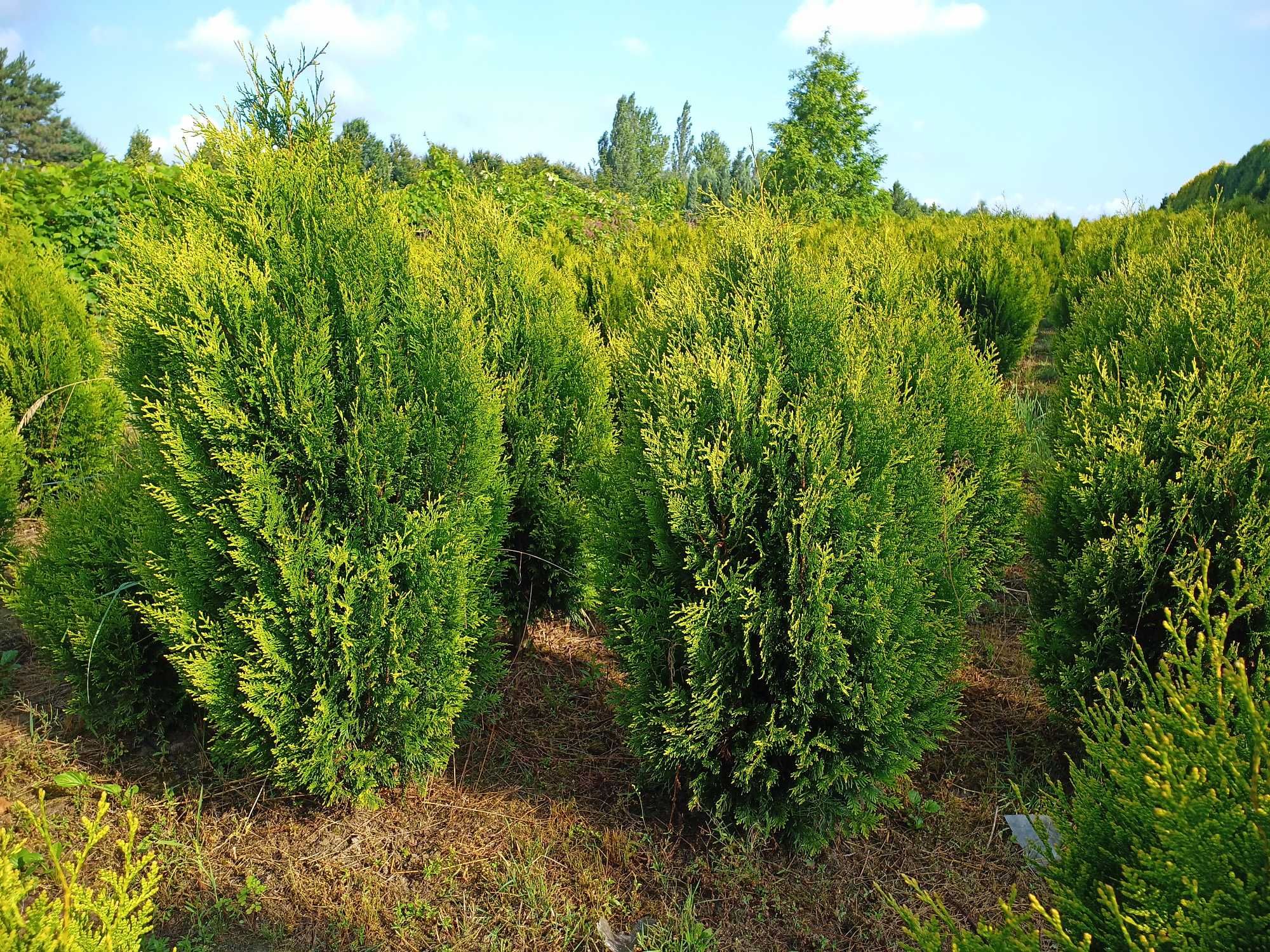 Tuja 'Aureospicata' 140-250 cm tuje thuja thuje szmaragd brabant