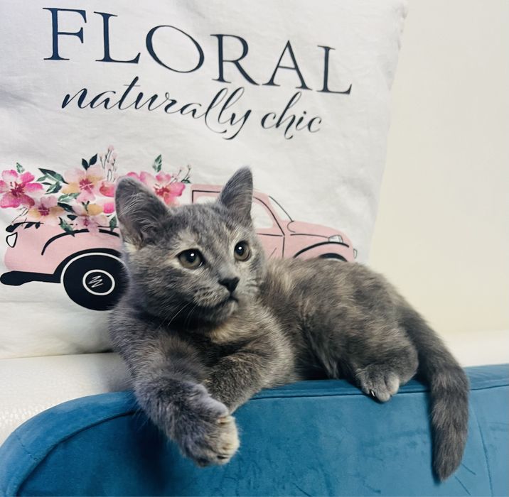 Віддам в добрі руки кошенятко