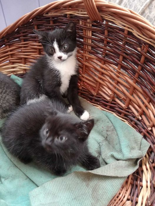Śliczne koteczki do adopcji