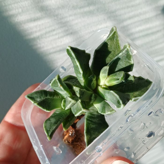 Фаукарія.Faukaria.з діткою.