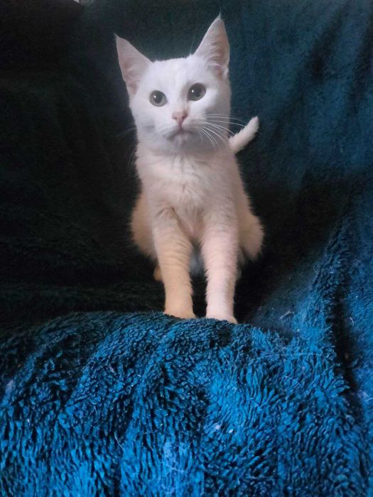 Віддам кошеня хлопчик 3.5м