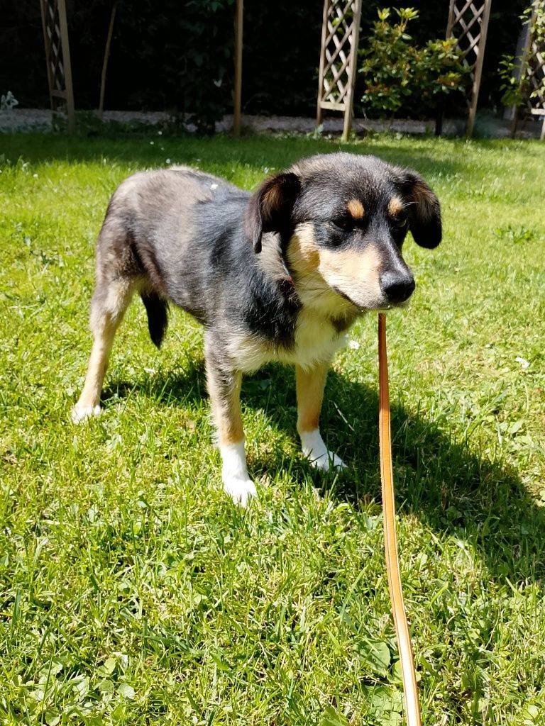 Tosia, młodziutka, śliczna sunia do adopcji
