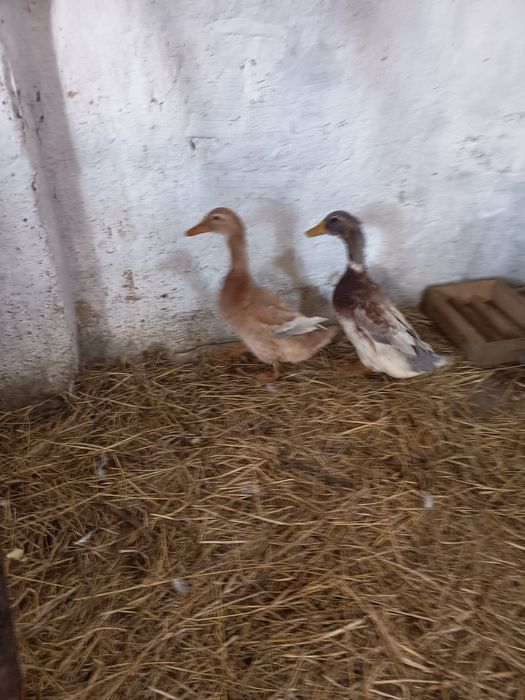 Vendo casal de pato