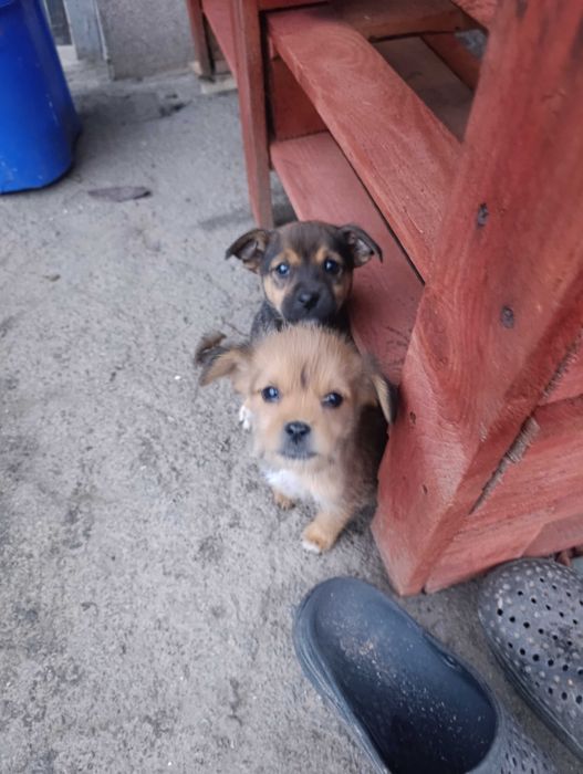 Віддам цуциків в добрі руки