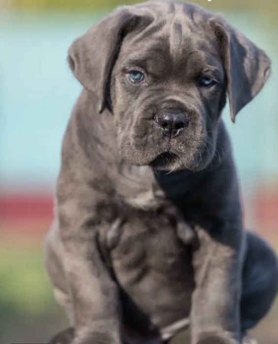 Елітні хлопчики Cane corso-сірого окрасу