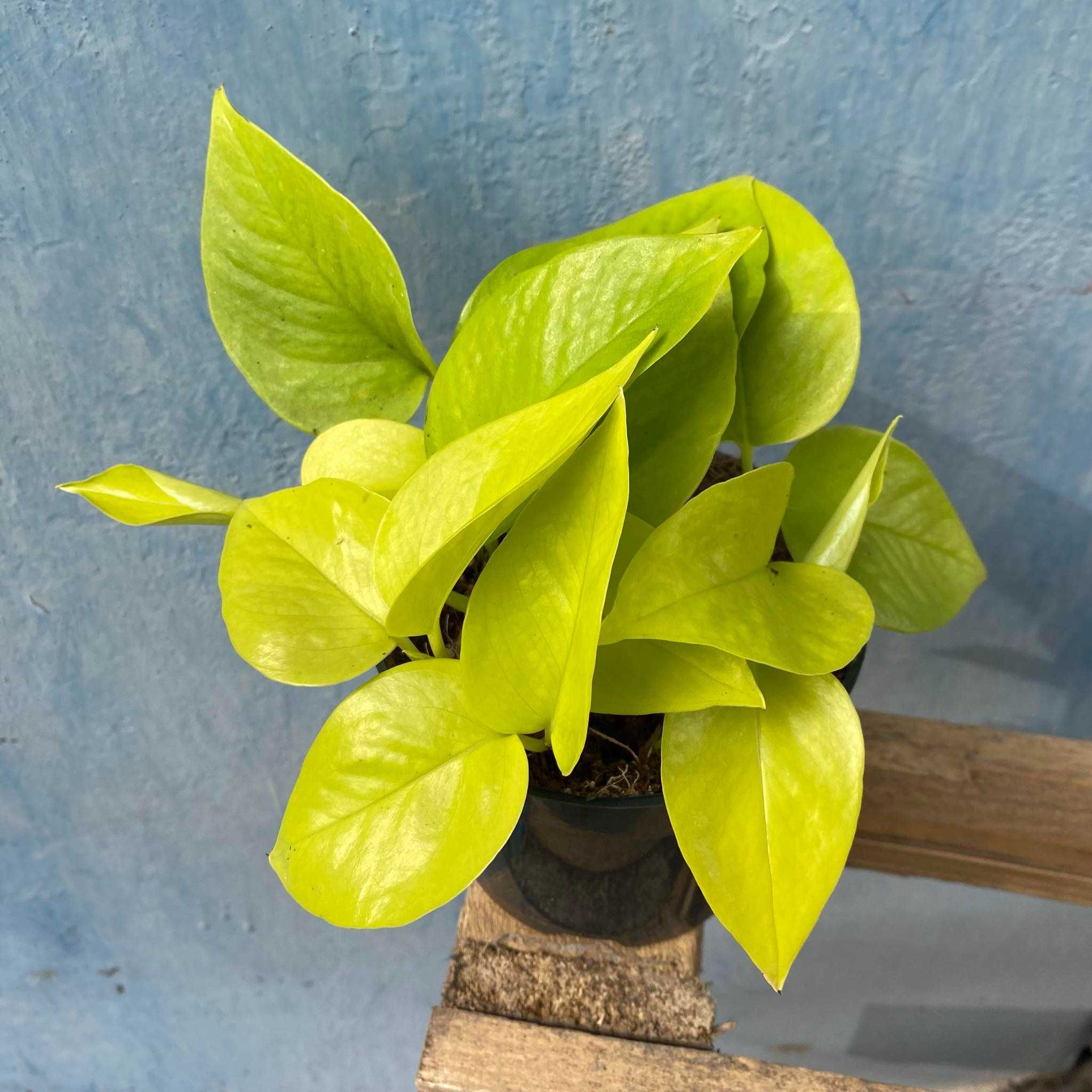 Epipremnum  ‘Golden Pothos’ pnącze limonkowe Ogrzewacz w cenie
