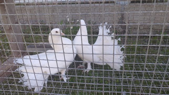 Білі голуби павліни