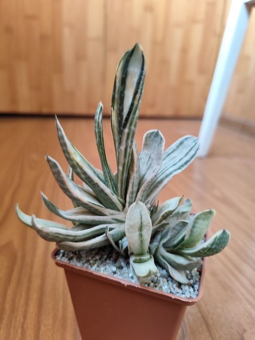 Gasteria Sakura fuji, Гастерия, суккулент