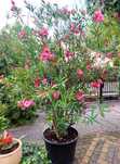 Oleander różowy ponad 2m