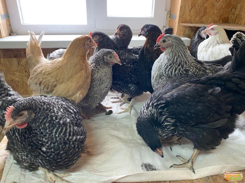 Кури несушки, Домінант та ін.  Доставка по Україні.