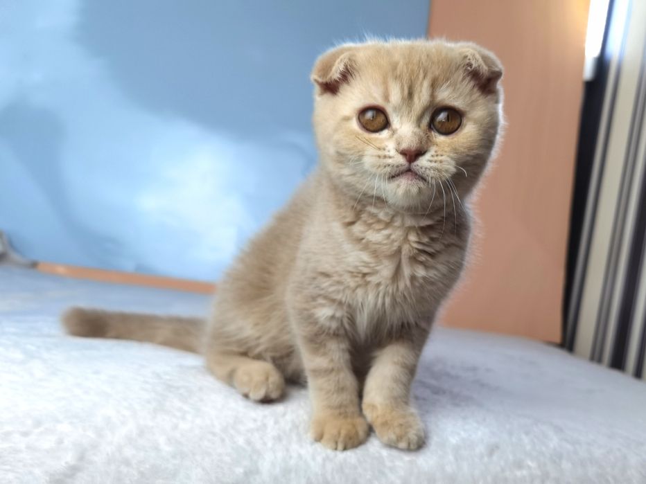 Вислоухая шотландская кошечка с документами и прививками