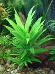 Roślina Rośliny do akwarium - Hygrophila guyanensis / nervata