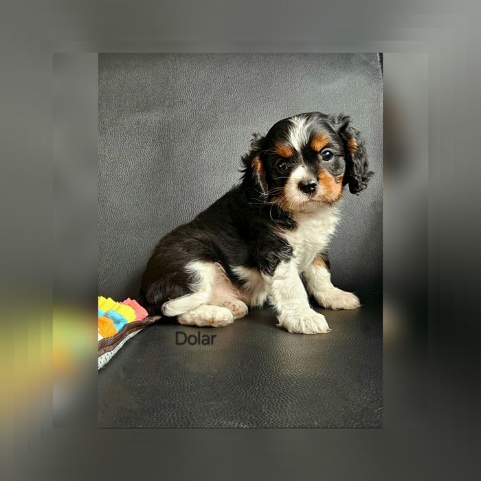 Cavalier King Charles Spaniel piesek