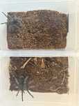 Grammostola Pulchra - parka