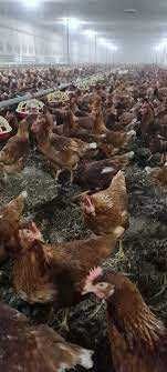 Kury Nioski ROSA 1 kurki kolorowe Dominant Leghorn Messa z jajkiem