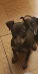 Pinscher miniatura chocolate fêmea