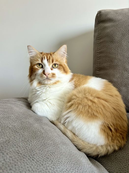 Adoção Responsável de Gato – Pick