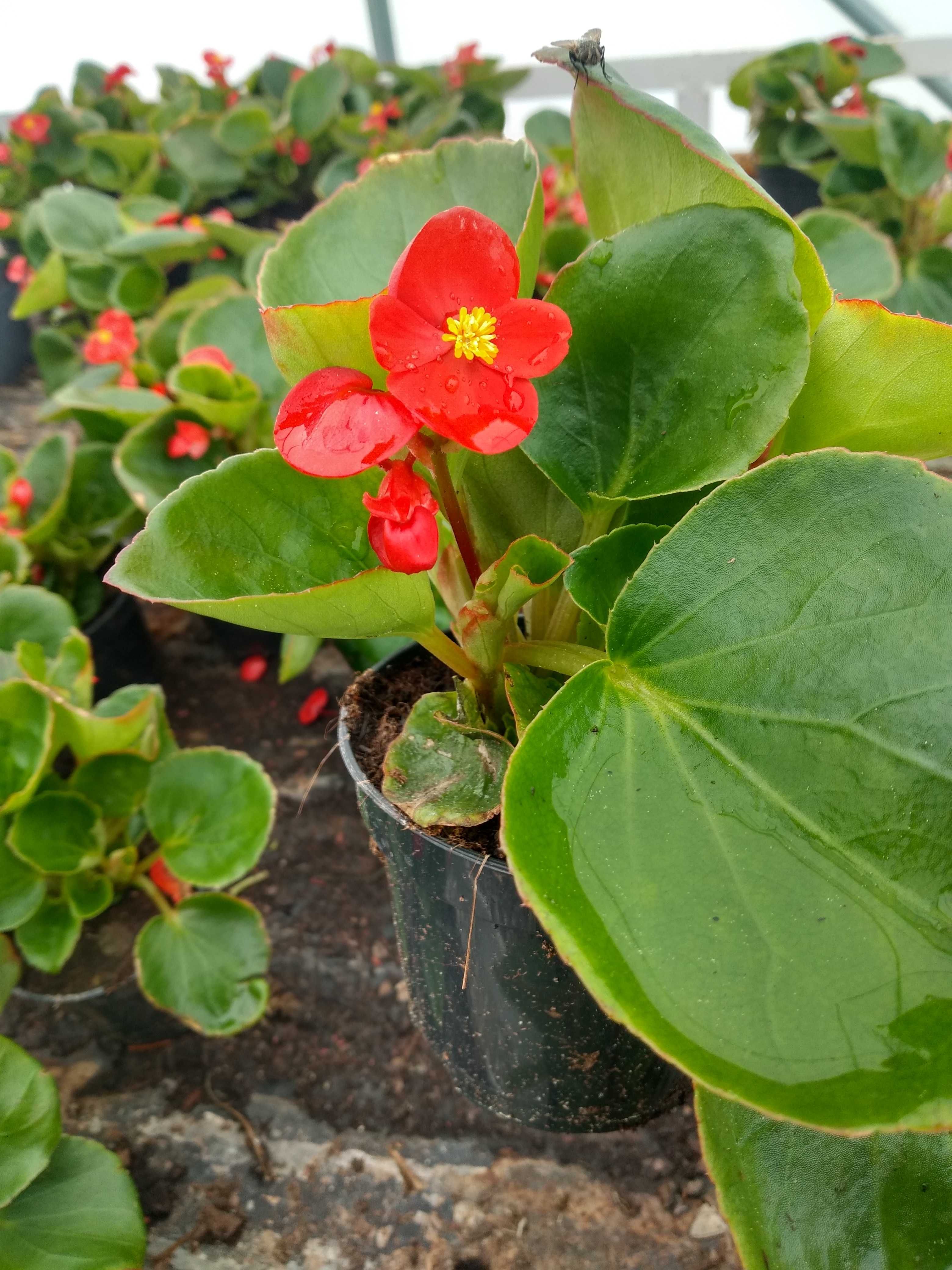 Begonia drobna czerwona 10 sztuk