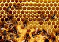Пчелосемьи, рои, отводки, пчелопакеты, пчелы, бджоли, бджолопакети