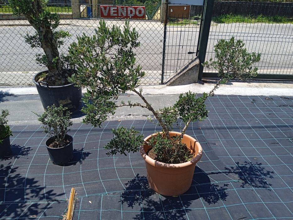 Coqueiros (2.80 a 3m)/Oliveiras vários tamanhos e preços