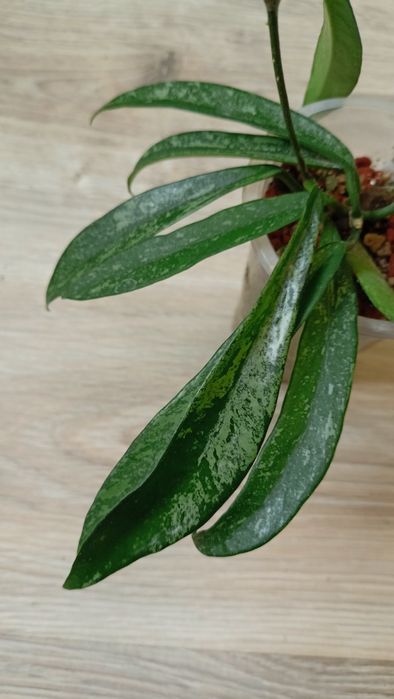 Hoya , Minibelle' splash rosnąca