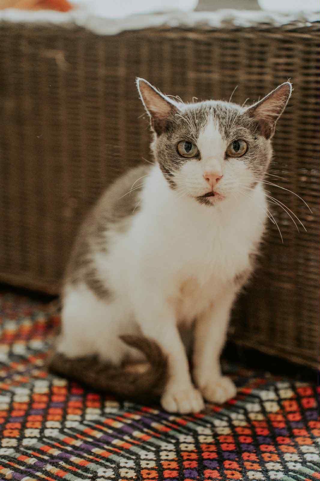 Mandy, uma princesa que precisa de um lar para sempre !