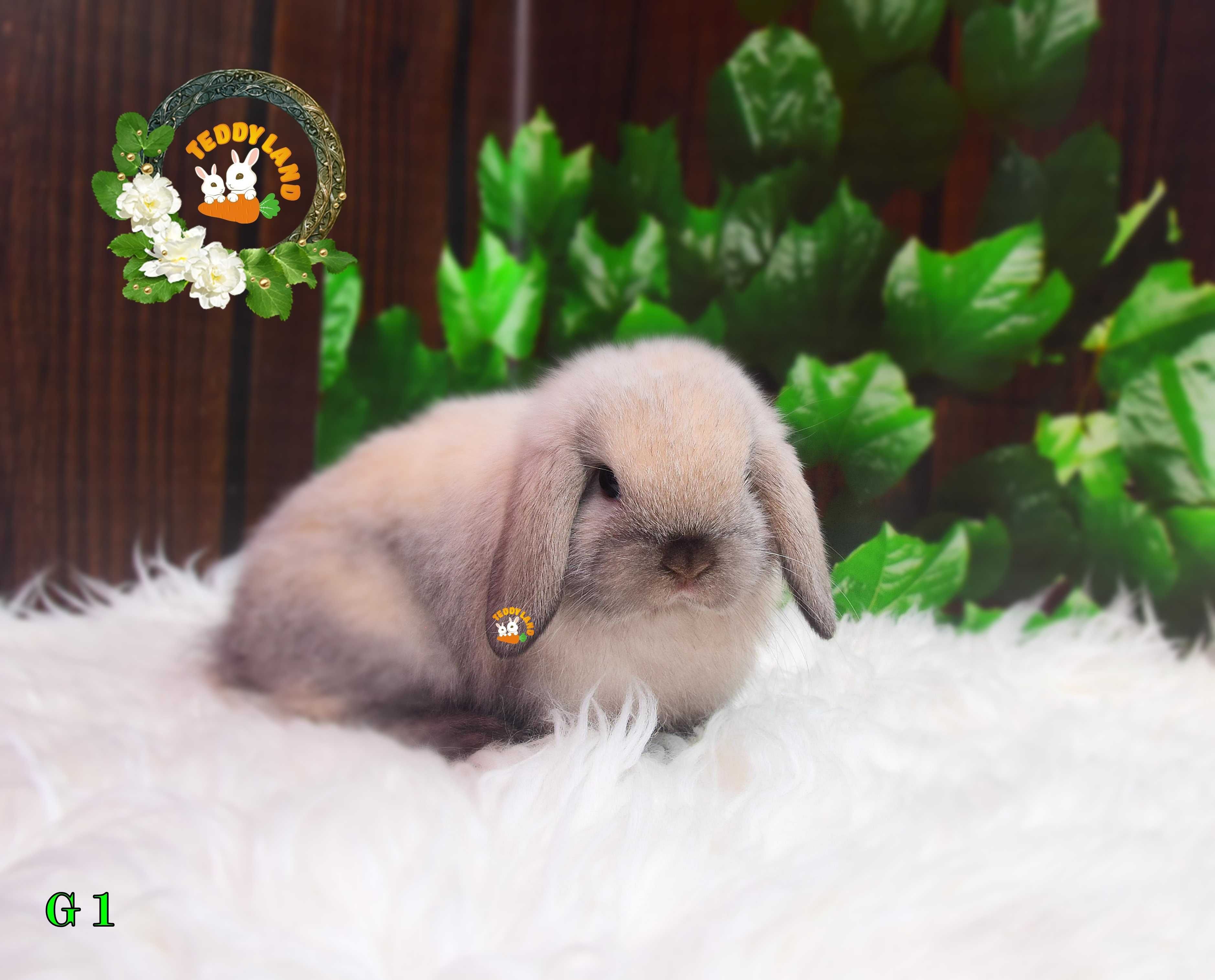 Mini Lop Teddy Karzełek profesjonalna hodowla królików ozdobnych