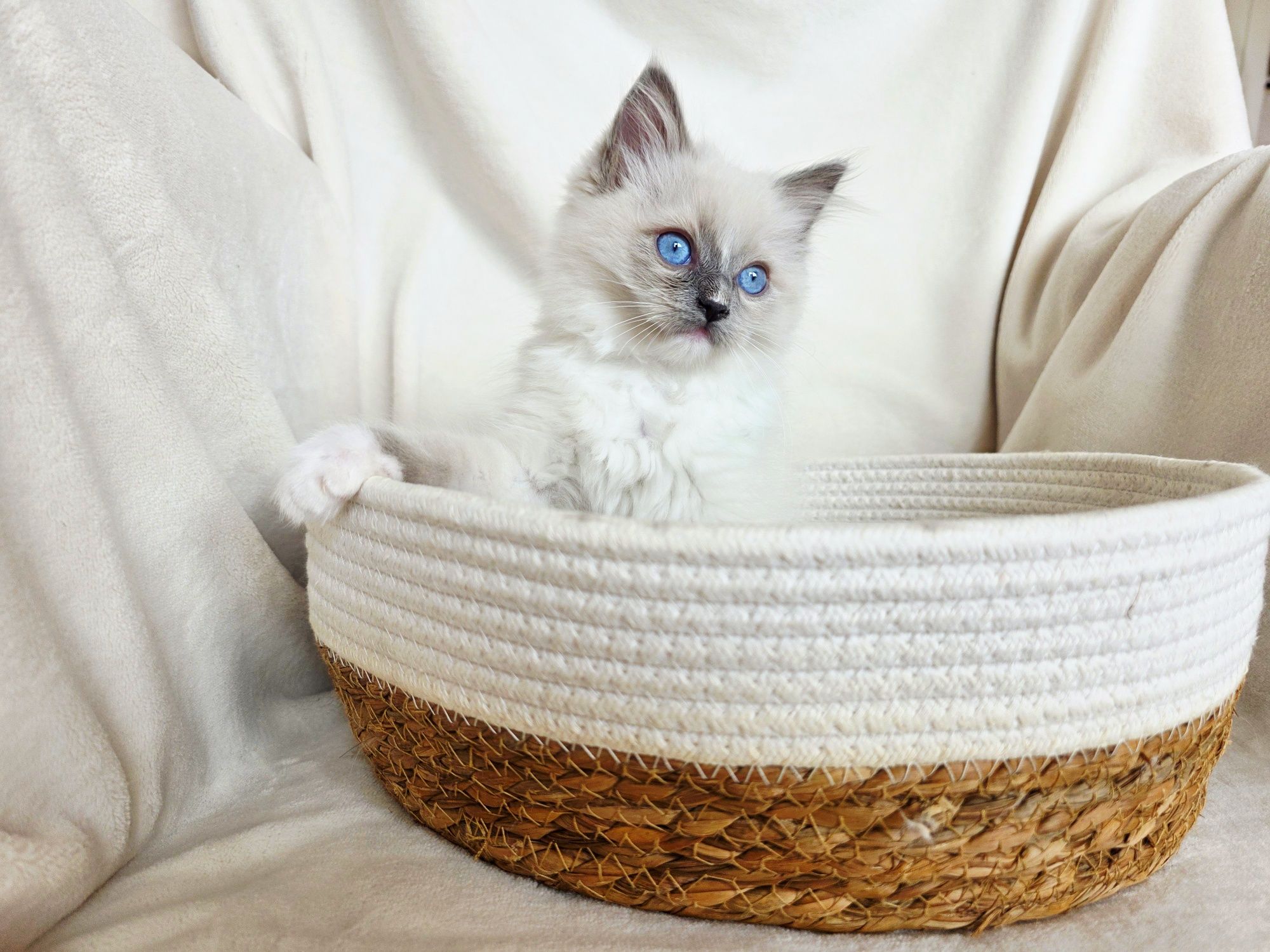 Chłopiec ragdoll WCF odbiór pod koniec lipca