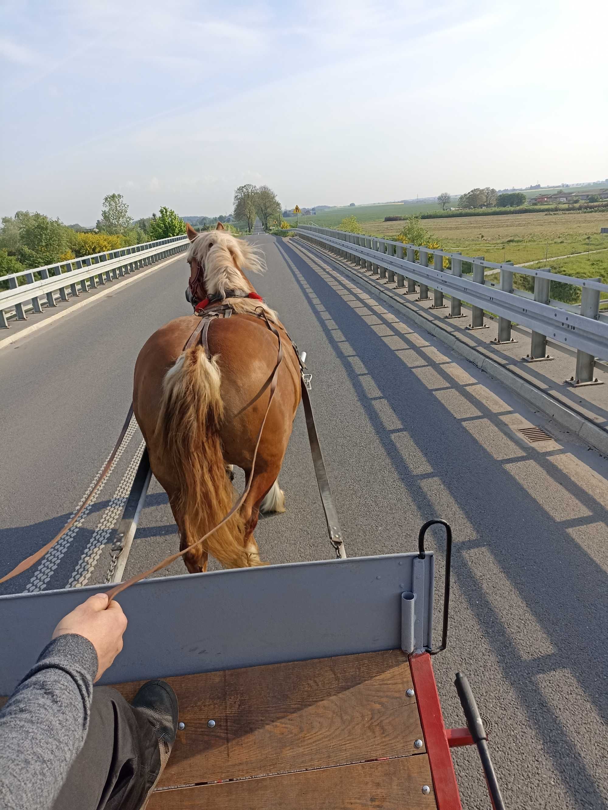 Sprzedam klacz zimnokrwistą