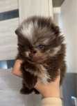 Szpic miniaturowy pomeranian choco-merle