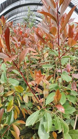 photinias, fotinias para sebes vermelha-