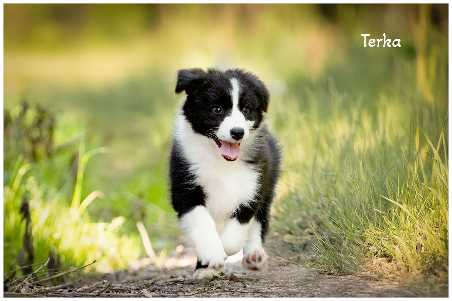 Border Collie FCI ZKwP
