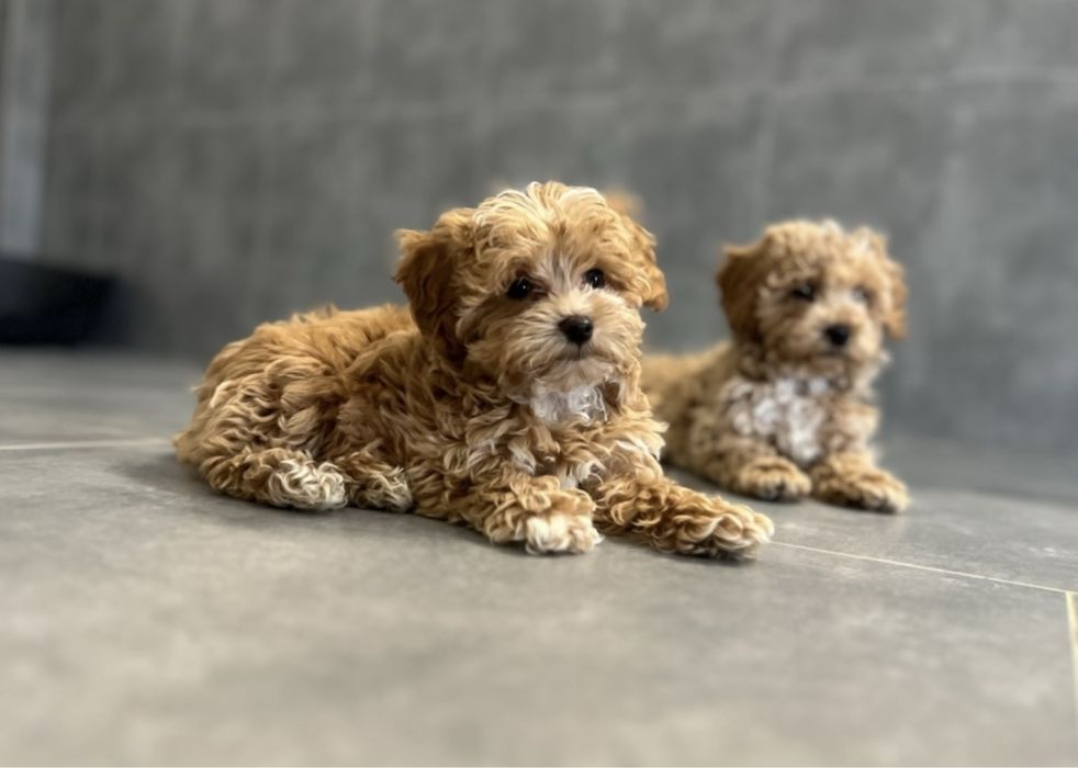 Maltipoo F1 Wyjatkowe z Rodowodem
