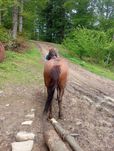 Продам кобилу 9 років дуже  спокійна