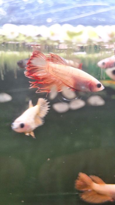 Bettas Splendens Plakat criação própria