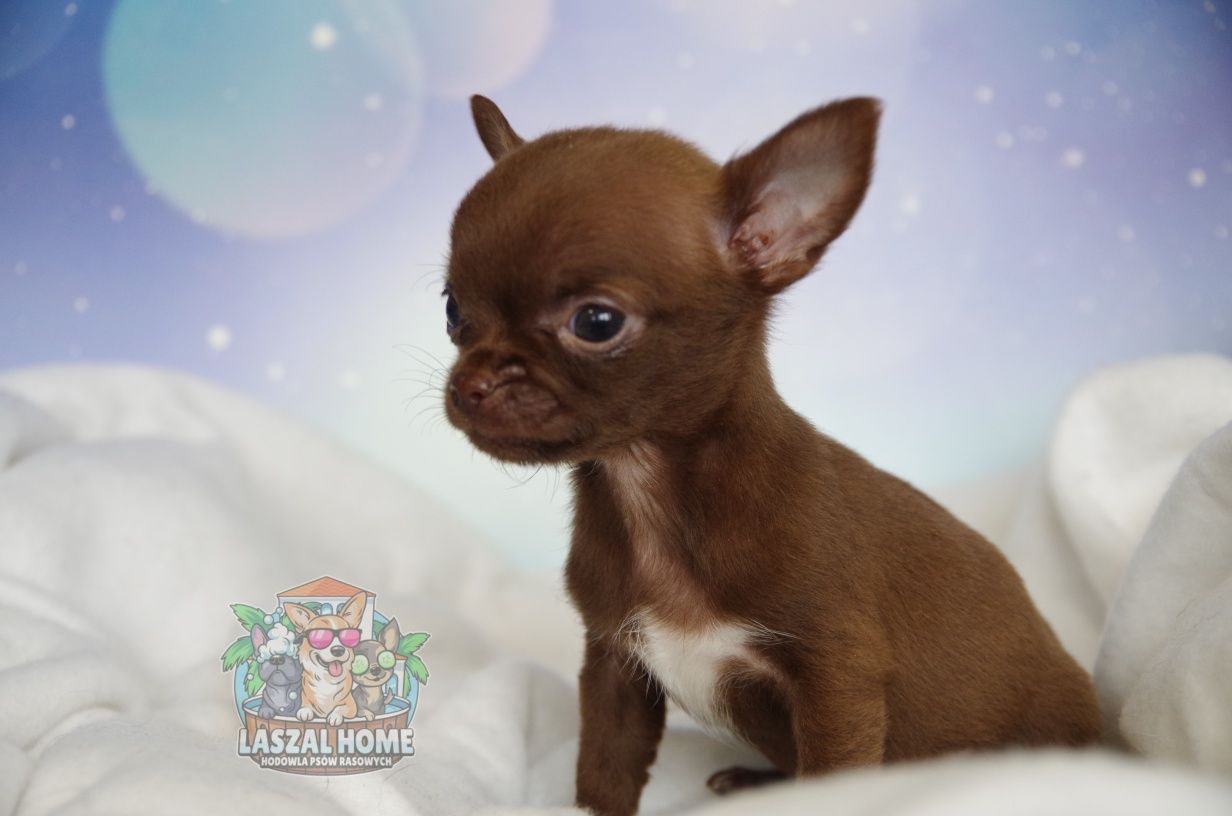 Chihuahua Chłopczyk czekoladowy Piesek xs mini  **VelarisAzriel**