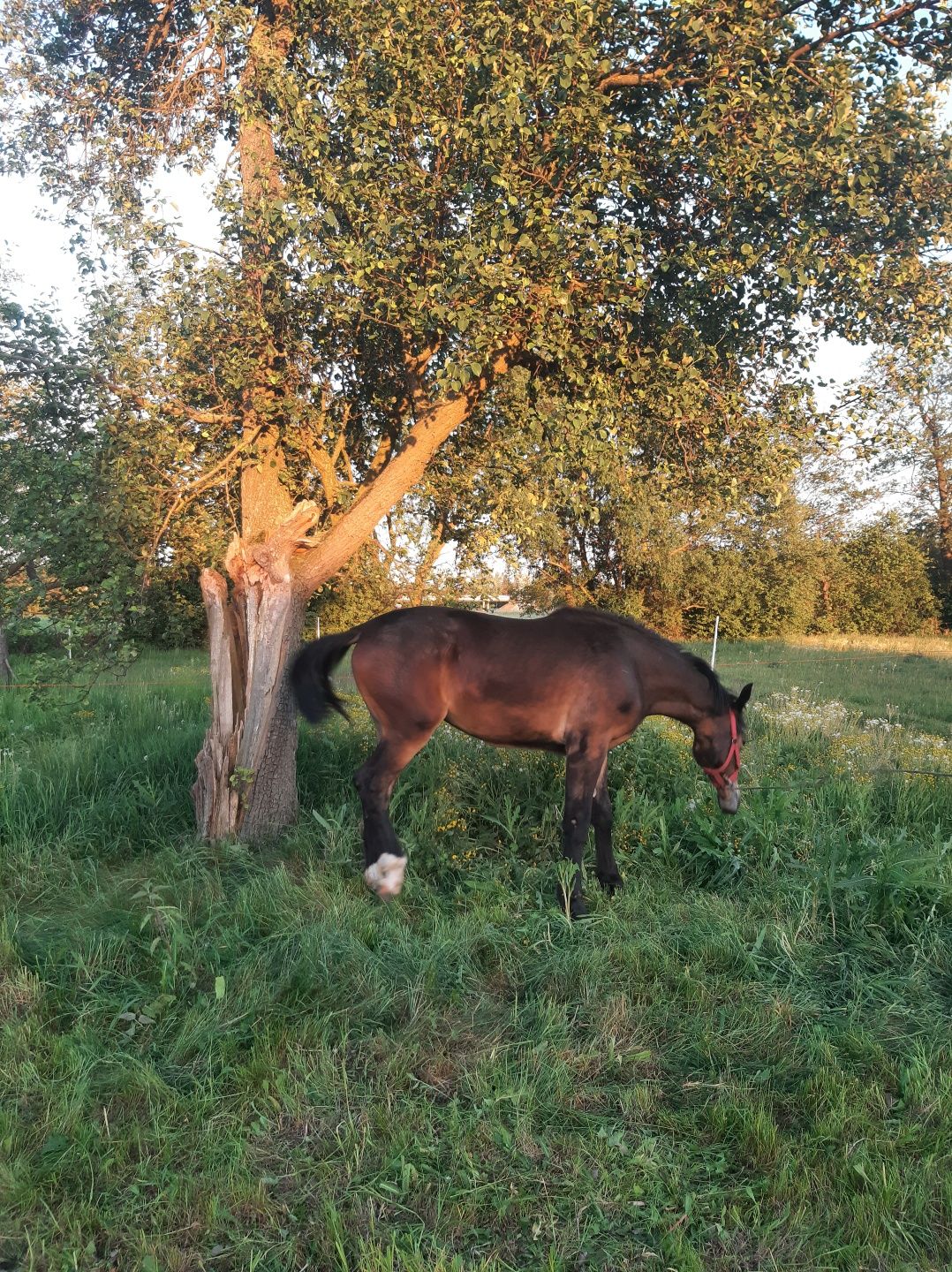 Sprzedam klacz Śląska