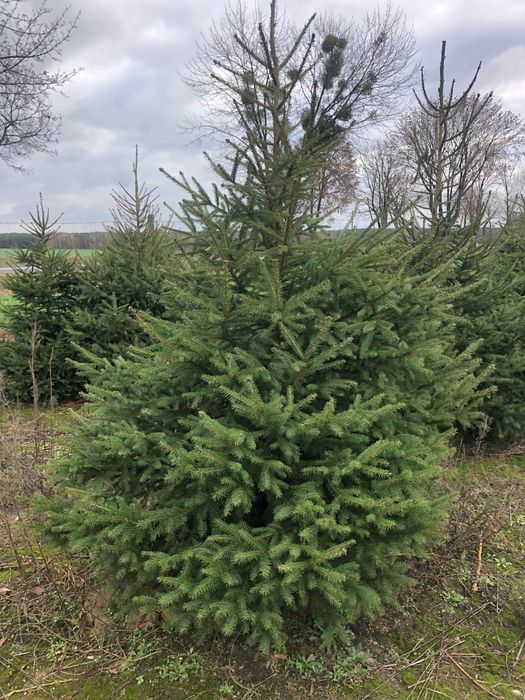 Choinki, świerk, jodła , dowóz, sam ścinasz na plantacji