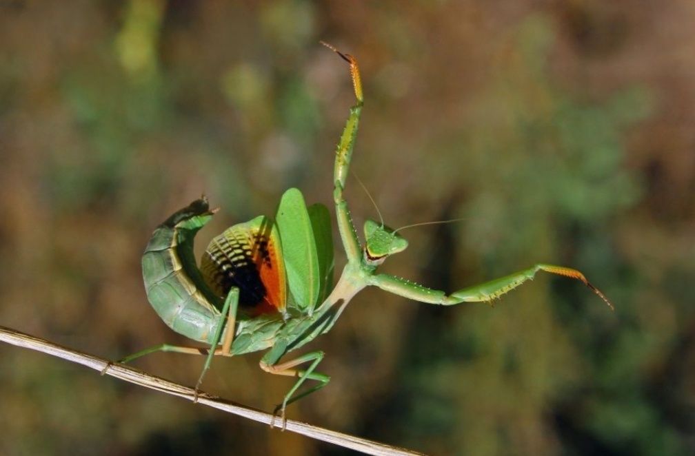 Богомол Iris polystictica