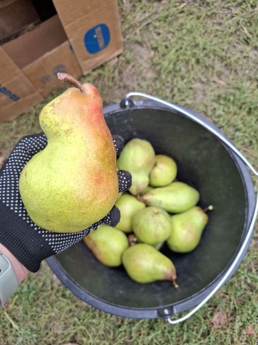 Продам груші сорту Яблунівська.