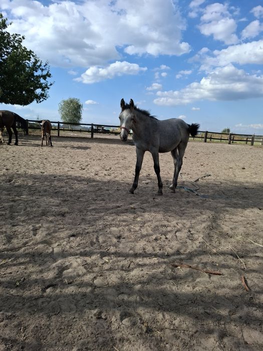 Sprzedam ogierka odsadka rasy sp