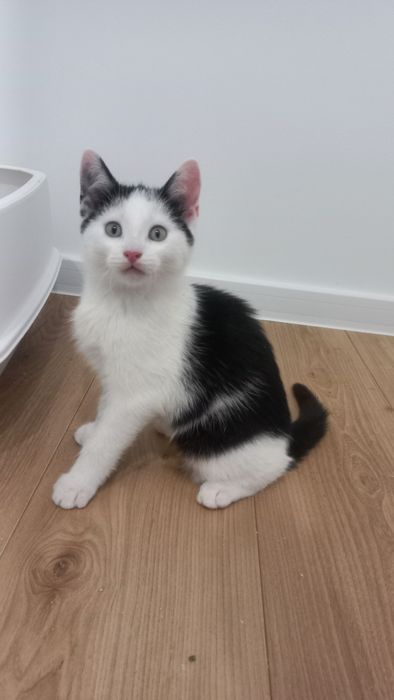 Koty młode rodzeństwo szuka domu miziaki niekupujadoptuj kociaki kotki