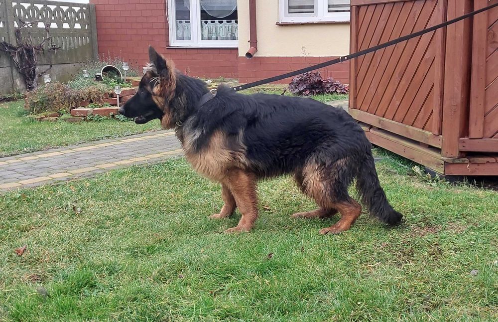 Suczka Owczarek Niemiecki